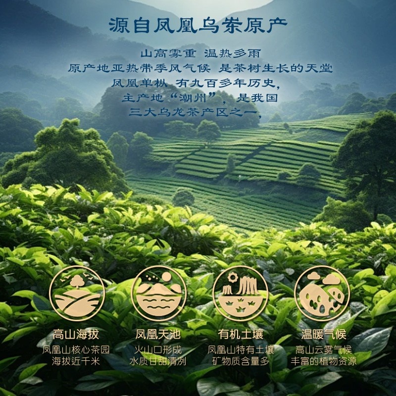 九百年茶叶 老丛精品通天香姜母香八仙茶125g送礼潮汕特产凤凰单丛茶